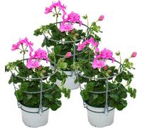 Géraniums suspendus - Pelargonium peltatum - pot 12cm - set de 3 plantes - violet clair