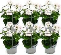 Géraniums suspendus - Pelargonium peltatum - pot 12cm - set de 6 plantes - blanc