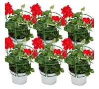 Géraniums suspendus - Pelargonium peltatum - pot 12cm - set de 6 plantes - rouge clair