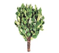 Gerbe De Branches Bouleau