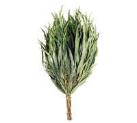 Gerbe De Branches Eucalyptus