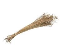 gerbe épis de lin fleurs séchées 100g naturel - othmar trading 431200 Gris G