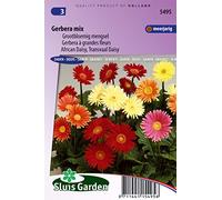 Gerbera à grandes fleurs Australian Giants - Graines De Fleurs Vivaces
