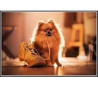 German Spitz Kit de peinture diamant en forme de chien mignon pour adultes avec accessoires et outils