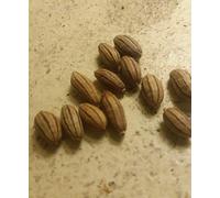 Germination Food: 100+ Russian Olive, Narrow Leaf Oil Willow. (Plus Free Gift) : Seeds Only