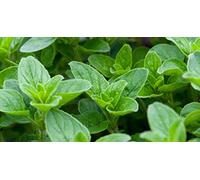 Germination Les graines: 128.000 Graines: Italienne Origan 300-256,000 Graines Origanum vulgare en Vrac Spice Pizza en Gros