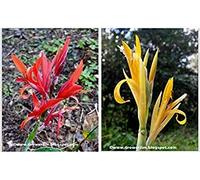 Germination Les graines: Canna edulis, achira - 20 graines, Racines comestibles vivaces -Deux Formes Couleur!