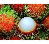 GERMINATION SEEDS: NEW! LOT!!! 50 SEED RAMBOUTANS Nephelium de Graines de lappaceum: Only Seeds