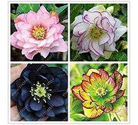 Germinazione dei Semi: 1: Semi 100PCS / Bag Helleborus Winter Rose Fiori Sementi di Fiori Rare