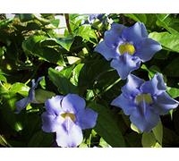 Germinazione dei semi: Thunbergia GRANDIFLORA - CLOCK VITE - AVVIAMENTO IMPIANTO -SEMIDORMANT