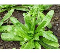 Germinazione I Semi di Coriandolo : Lunga 5.000 Semi foetid Eryngium Thai Coriandre Culantro + Libera la Nave