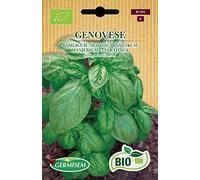 Germisem Bio Graines Basilic GENOVESE