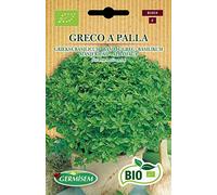 Germisem Bio Graines Basilic Grec GRECO A PALLA