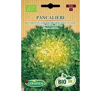 Germisem Bio Graines Chicorée frisée Grosse Pancalière PANCALIERI