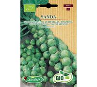 Germisem Bio Graines Chou de Bruxelles SANDA