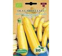 Germisem Bio Graines Courgette jaune OLA GABRIELLA