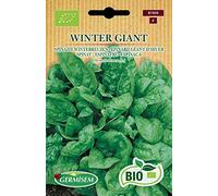 Germisem Bio Graines Epinard Géant d'hiver WINTER GIANT