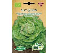 Germisem Bio Graines Laitue pommée Reine de mai MAY QUEEN