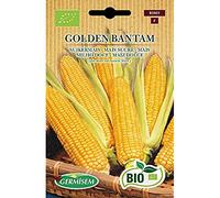 Germisem Bio Graines Maïs sucré GOLDEN BANTAM