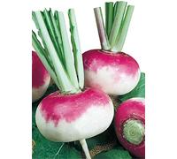 Germisem Bio Graines Navet potager de Milan MILANO