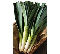 Germisem Bio Graines Poireau géant d'hiver de Liège WINTER GIANT 2