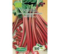 Germisem Bio Graines Rhubarbe VICTORIA