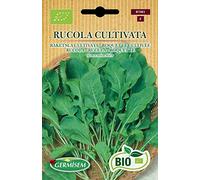 Germisem Bio Graines Roquette Cultivée RUCOLA CULTIVATA
