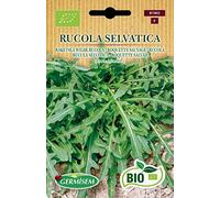 Germisem Bio Graines Roquette Sauvage RUCOLA SELVATICA