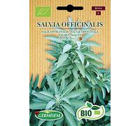 Germisem Bio Graines Sauge officinale SALVIA OFFICINALIS