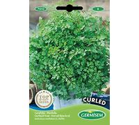 Germisem Curled Graines de Cerfeuil 10 g EC7010 Multicolore