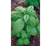 Germisem Genovese Graines de Basilic 4 g EC1101 Multicolore