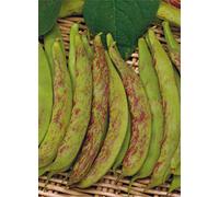 Germisem Graine de Haricot à Rames Fartura