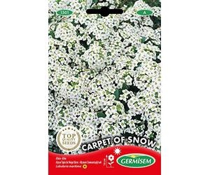Germisem Graines Alysse Tapis de Neige blanc CARPET OF SNOW