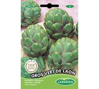Germisem graines Artichaut GROS VERT DE LAON