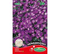 Germisem Graines Aubrieta HENDERSONII