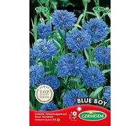 Germisem Graines Bleuet BLUE BOY