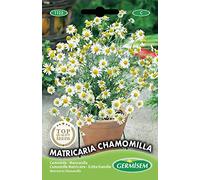 Germisem graines Camomille Matricaire MATRICARIA CHAMOMILLA