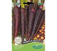 Germisem graines Carotte PURPLE HAZE F1
