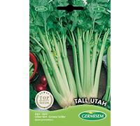 Germisem graines Céleri vert TALL UTAH