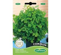 Germisem graines Cerfeuil COMMUM