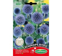 Germisem Graines Chardon Bleu