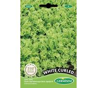 Germisem graines Chicorée à couper Endivette toujours blanche WHITE CURLED