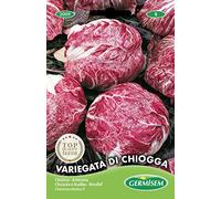 Germisem graines Chicorée à feuilles VARIEGATA DI CHIOGGA