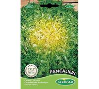 Germisem graines Chicorée frisée Grosse Pancalière PANCALIERI