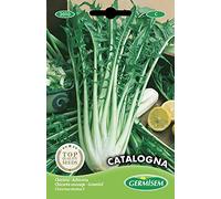 Germisem graines Chicorée sauvage CATALOGNA