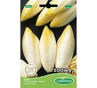 Germisem graines Chicorée Witloof Zoom F1 EC9016
