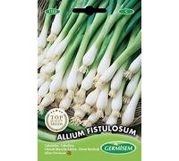 Germisem graines Ciboule blanche hâtive ALLIUM FISTULOSUM