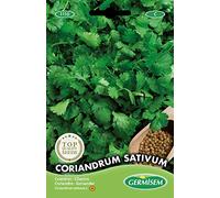 Germisem graines Coriandre CORIANDRUM SATIVUM