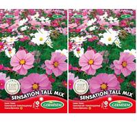 Germisem Graines Cosmos haut varié SENSATION TALL MIX (Lot de 2)