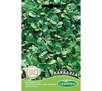 Germisem graines Cresson vivace de jardin